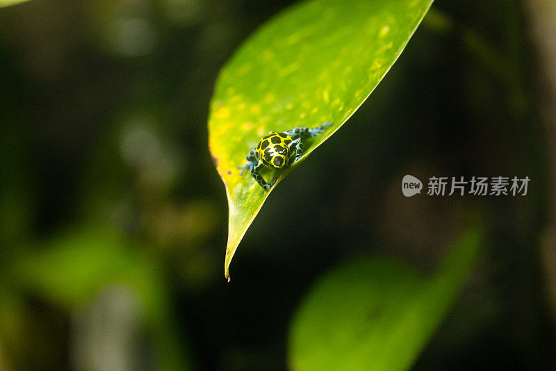 不同颜色的亚马逊飞镖蛙/腹刺蛙